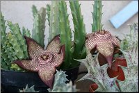 Orbea speciosa hybride 